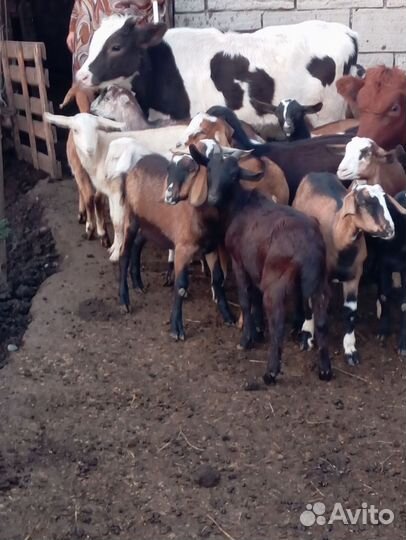 Поросенок ландрас