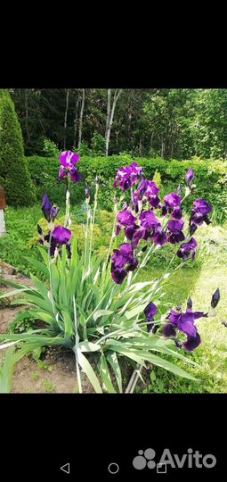 Ирисы бородатые