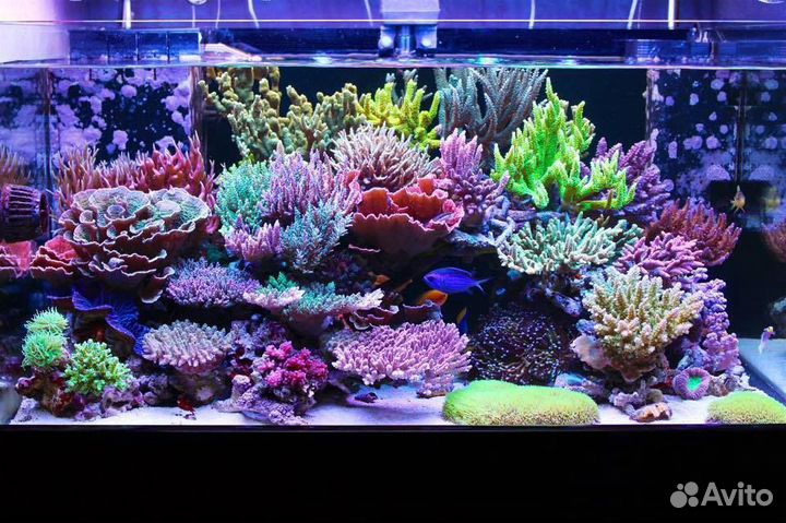 Запуск и обслуживание морского аквариума