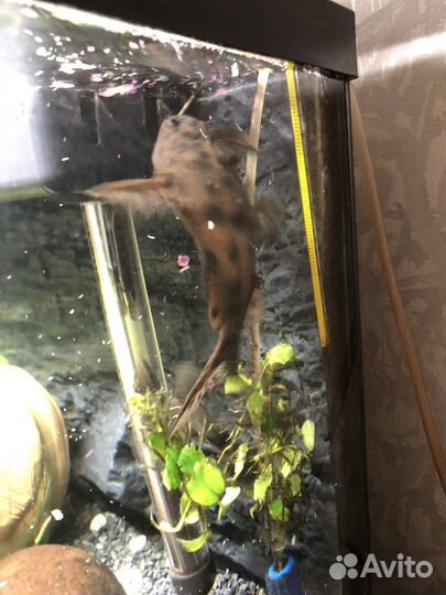 Сом перевёртыш Синодонтис