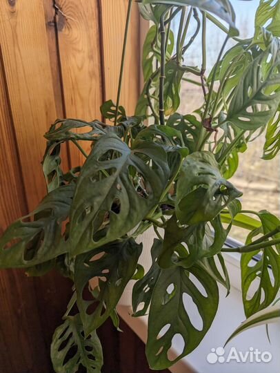 Монстера манки