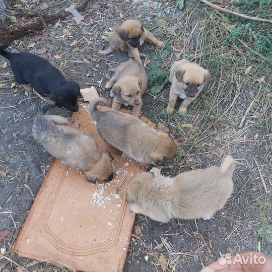 Кутята