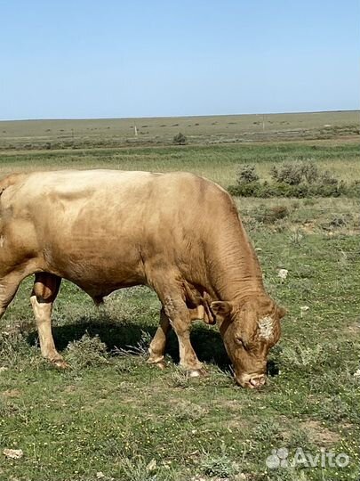 Быки на племя