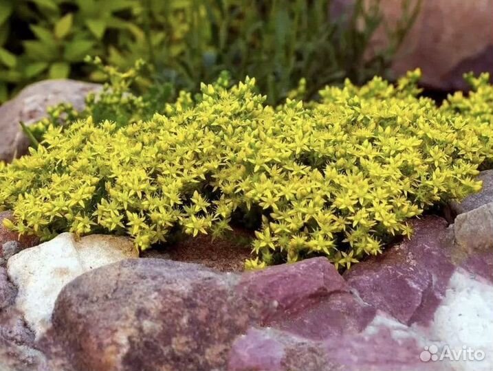 Очиток седум едкий