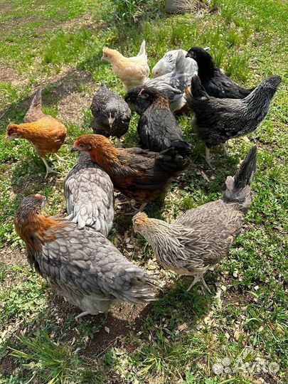 Несушки-Молодки. разных сортов куры. с Доставкой