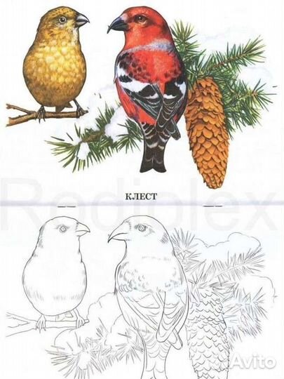 Книги для детей. Раскраски. Птицы и дом. животные