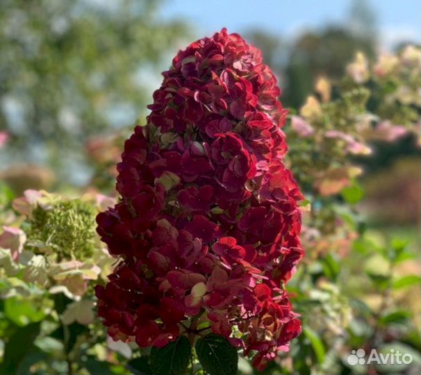 Гортензия Вимс ред
