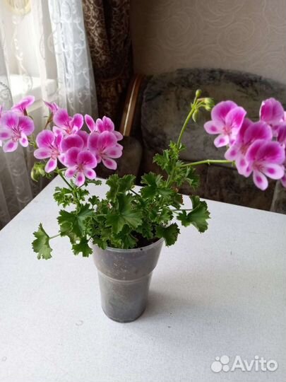 Герань пеларгония, сортовая Ангел