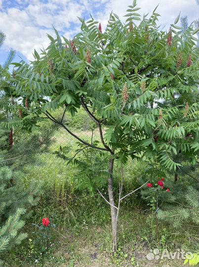 Сумах оленерогий