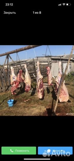 Мясо конина домашняя