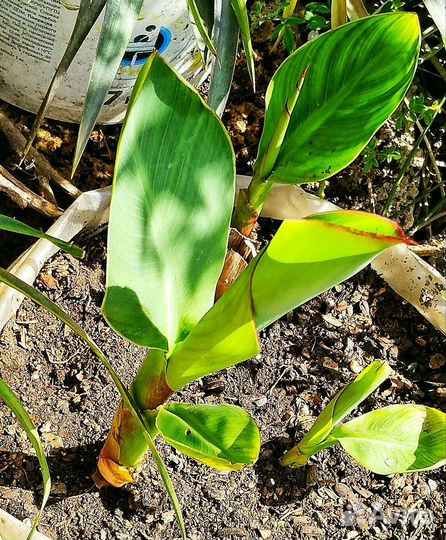 Канны пророщенные