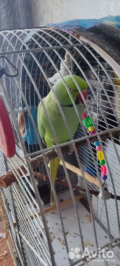 Ожереловый попугай самец