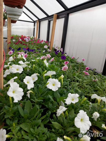 Рассада цветов