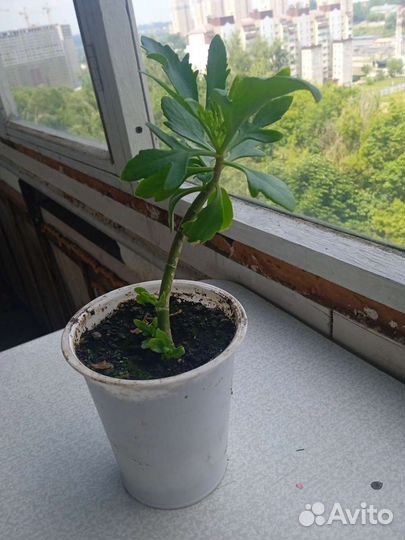 Оленьи рога