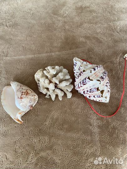 Ракушки декор