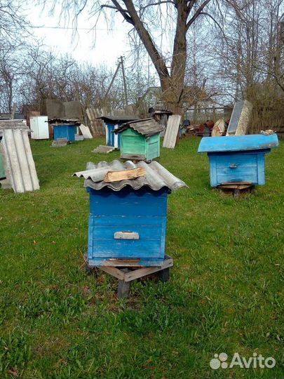 Улей с пчелами