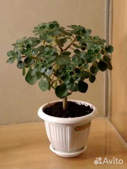 Аихризон - дерево любви