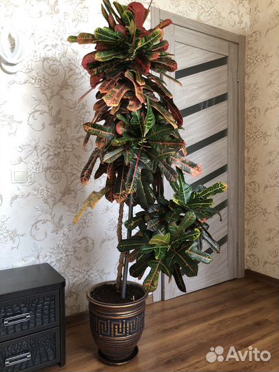 Кротон (кодиеум) Экселент 10 лет цветок комнатный