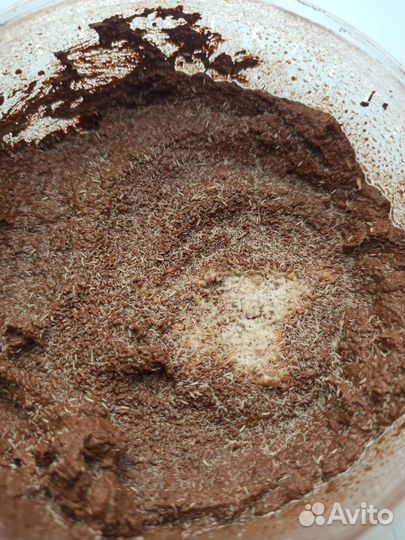 Колембола, ногохвостка, подуры