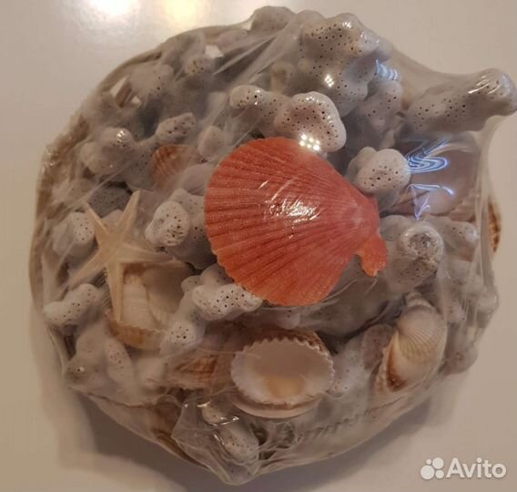 Морские ракушки и кораллы