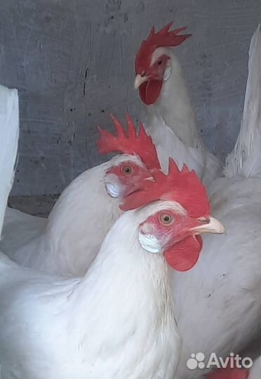 Куры несушки
