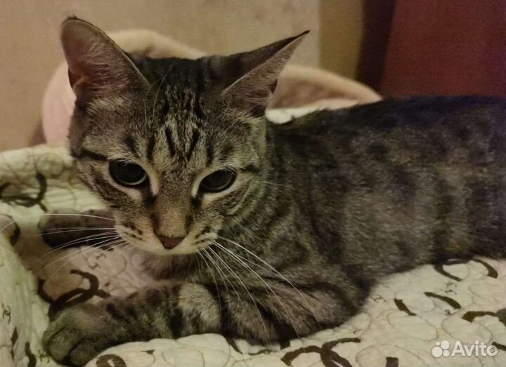 Кошечка 1 годик