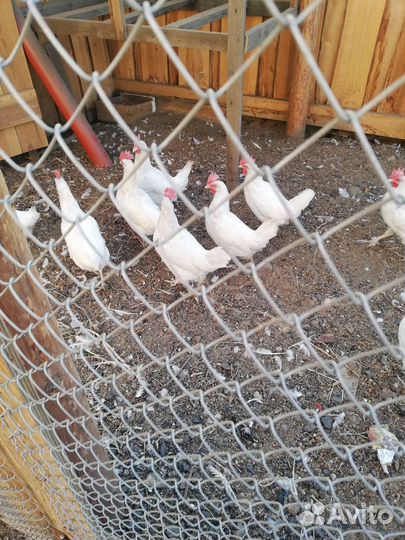 Куры несушки