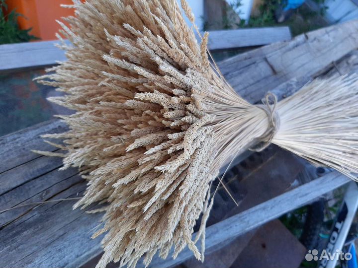 Колосок полевой