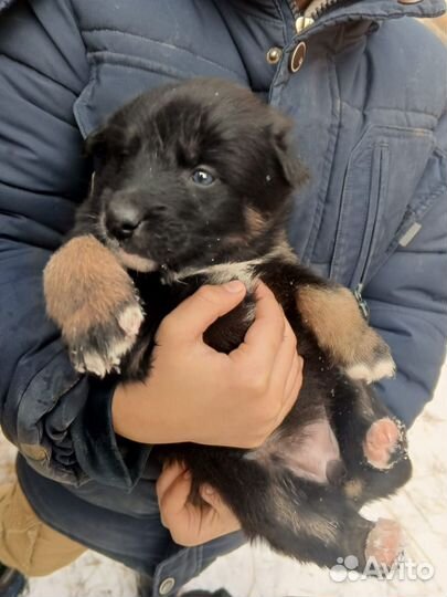 Щенки в добрые руки