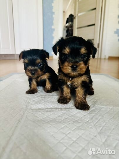 Продается мальчик