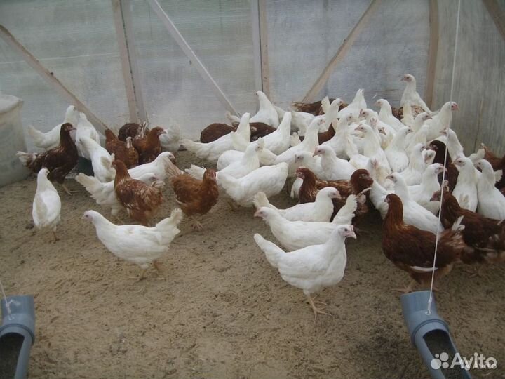 Домашние куры молодки