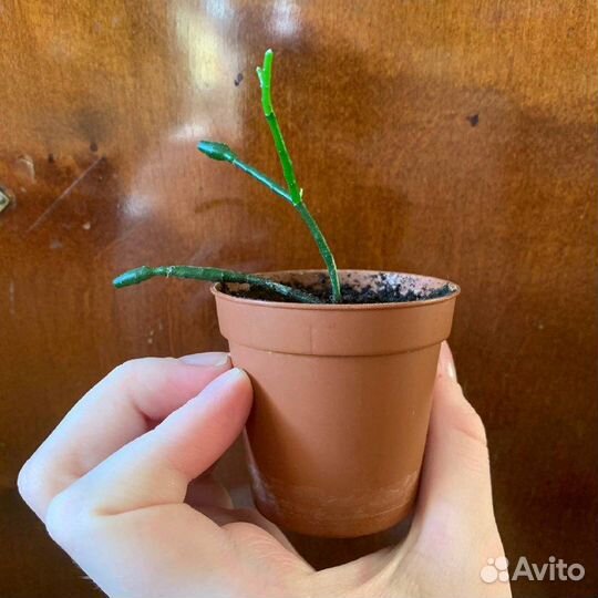 Рипсалис/Хатиора