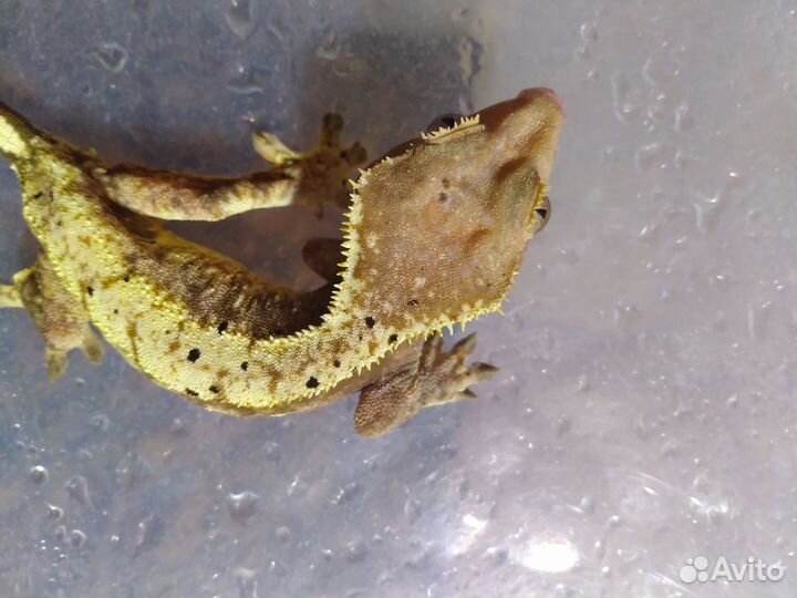 Реснитчатые бананоеды