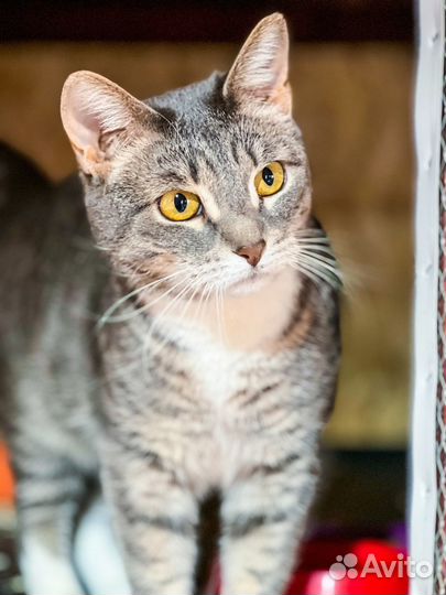 Кошка в добрые руки