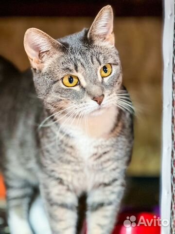 Кошка в добрые руки