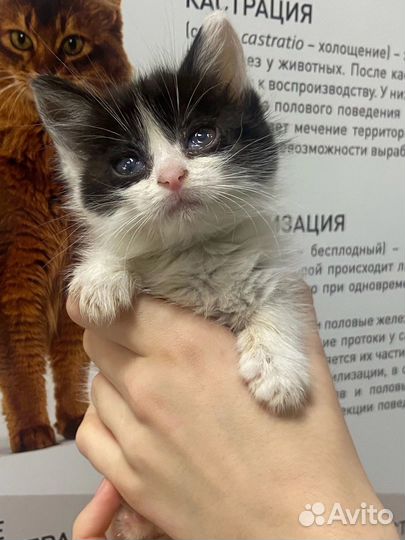 Котенок