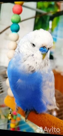 Попугаи ввп чехи