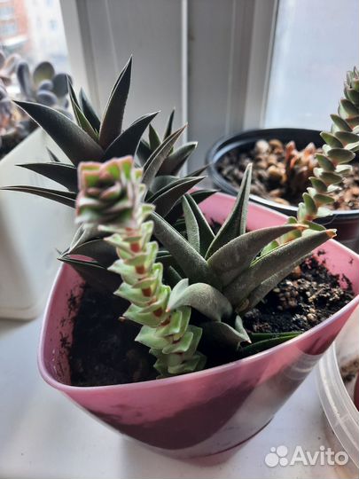 Наборы из суккулентов