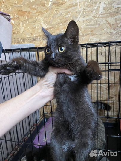 Котята бесплатно