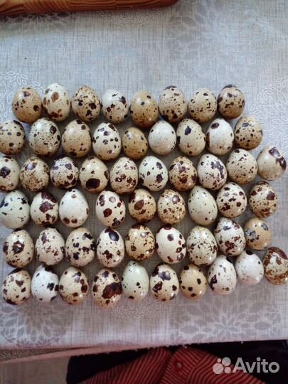 Яйца перепелиные