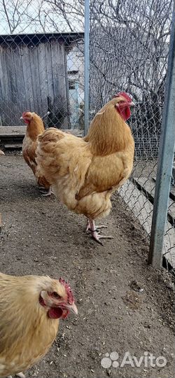 Инкубационное яйцо породы орпингтон, окрас палевый