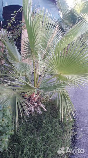 Веерную пальму хамеропс, розмарин