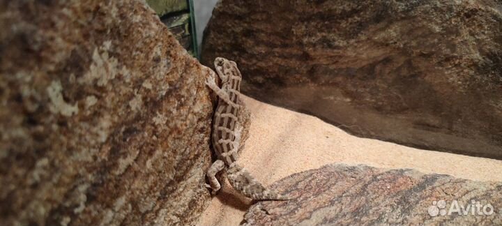 Гадюковый геккон