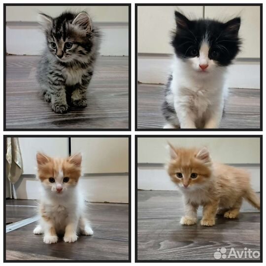 Котята в добрые руки