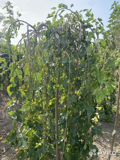 Лиственные деревья для озелениения в зкс