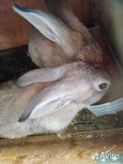 Молодняк кролики
