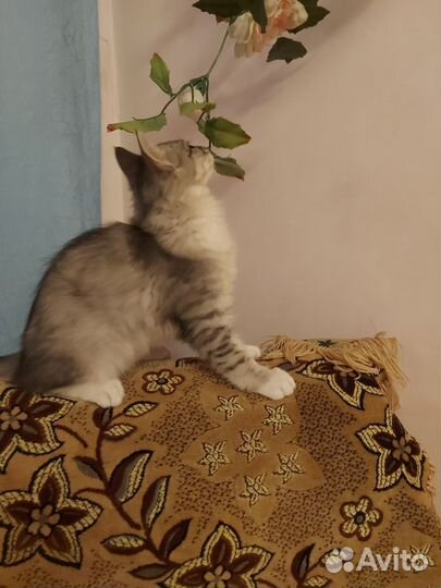 Кошки в добрые руки бесплатно