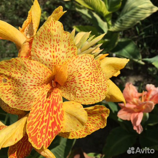 Канны сортовые