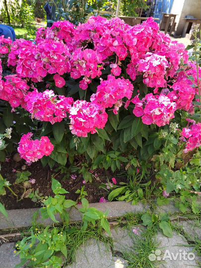 Флоксы многолетние