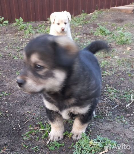 Щенок в добрые руки бесплатно